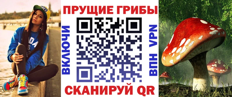 закладка Усолье Псилоцибиновые грибы Psilocybine cubensis